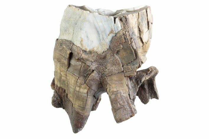 Fossil Woolly Rhino (Coelodonta) Tooth - Siberia #370938